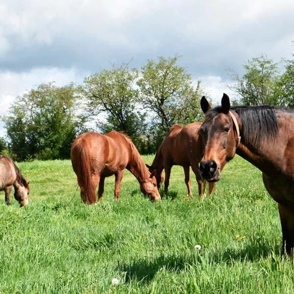 Pension pour chevaux à Taussac, 12